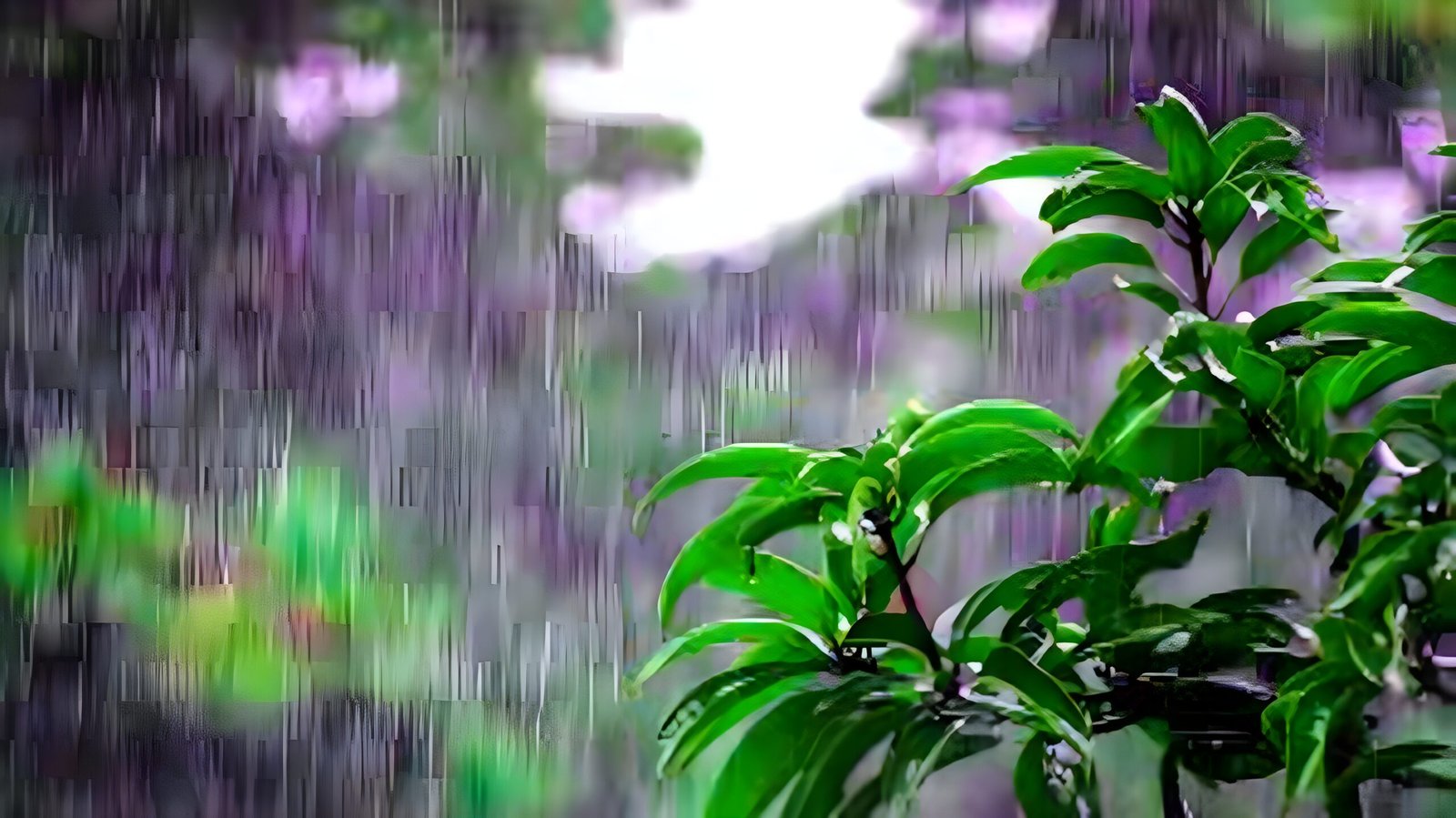 Nỗi Đau Chia Xa - Nguyễn Sĩ Kha: Rainy Day Memories - 2023